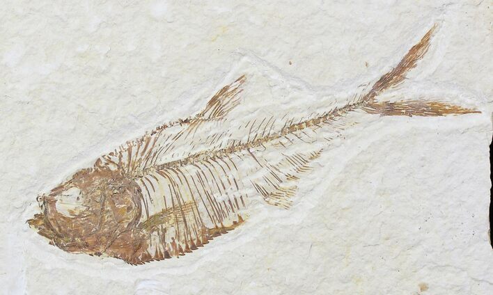 Diplomystus Fossil Fish - Wyoming #22318